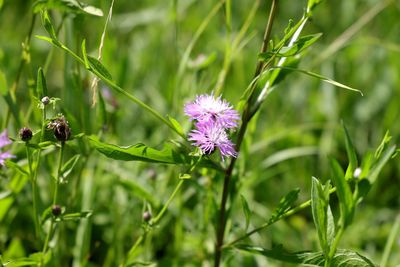 Close-up of purple flowering plant