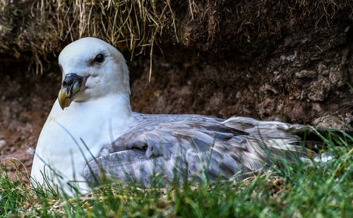 Close-up of seagull on land