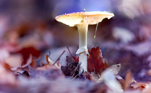 Close-up of mushroom growing on field