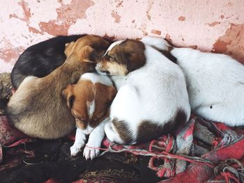 High angle view of puppy sleeping