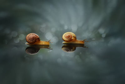 Close-up of snail in water