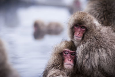 Portrait of gorilla on snow