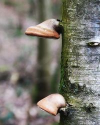 Close-up of mushroom growing on tree trunk