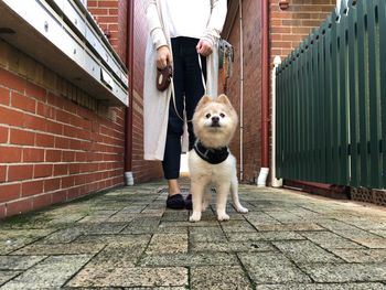 Portrait of dog standing on footpath