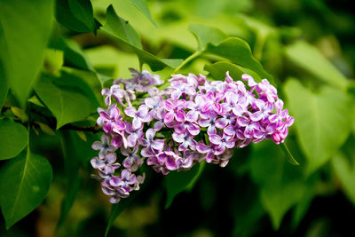 Close-up of purple colored flowers