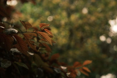 autumn