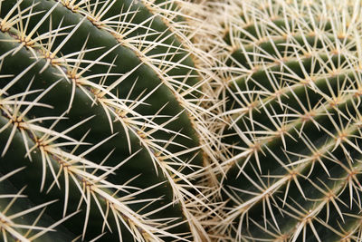 Close-up of cactus