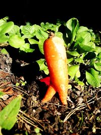 Close-up of fresh vegetables