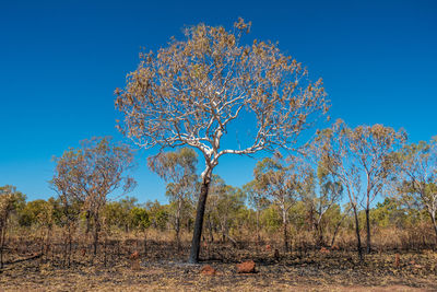 Low angle view of trees against clear blue sky