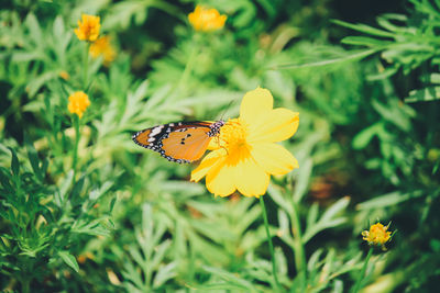 Butterfly on yellow flower