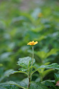 Close-up of flowering plant