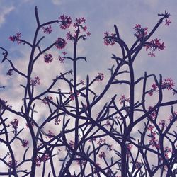 Low angle view of flower tree against sky