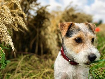 Close-up portrait of dog against sky