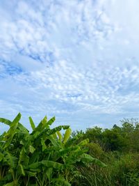 Plants growing on field against sky