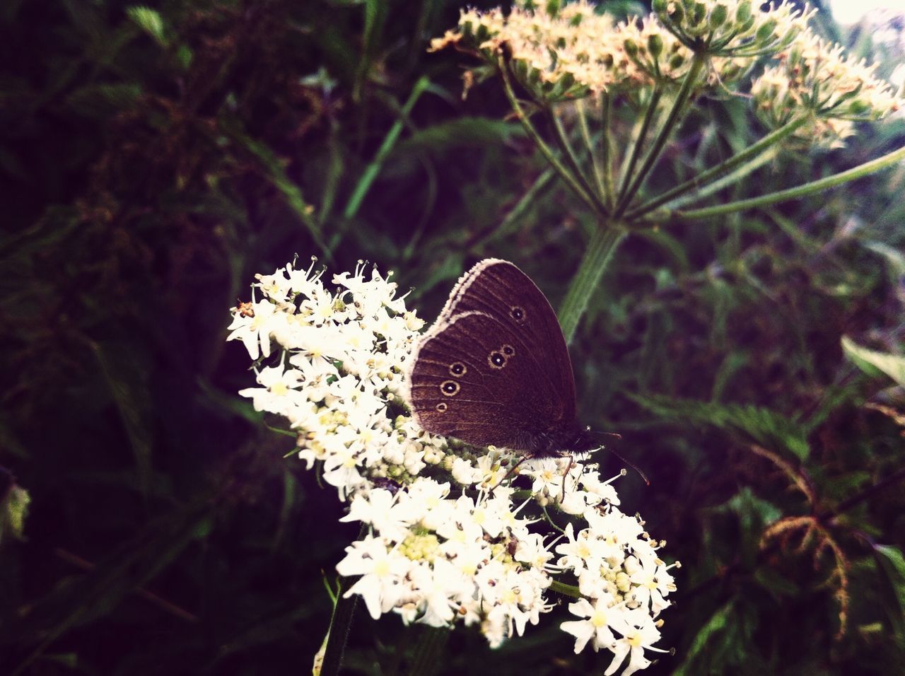 flower, animals in the wild, one animal, animal themes, wildlife, insect, fragility, freshness, petal, growth, flower head, beauty in nature, butterfly - insect, white color, plant, butterfly, focus on foreground, nature, close-up, blooming
