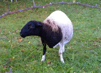 Sheep standing in a field