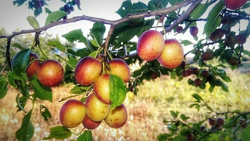 Close-up of fruit growing on tree