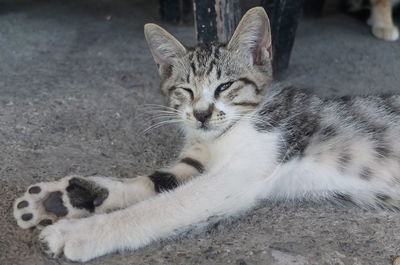 Portrait of cat resting
