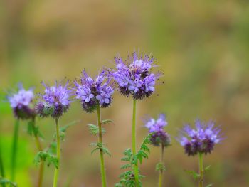 Close-up of purple flowering plant