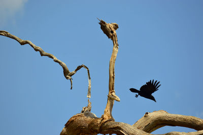 Low angle view of bird flying against clear blue sky