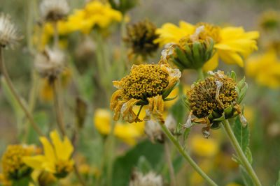 Close-up of yellow flowers