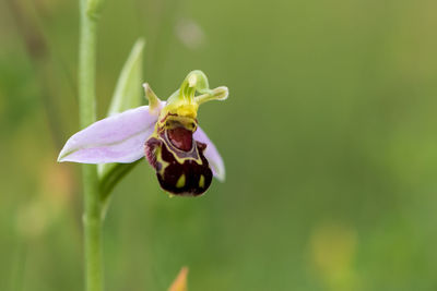 Close-up of a scented orchid