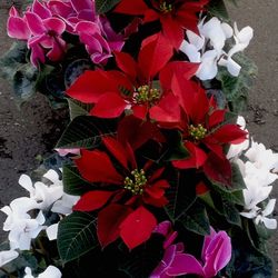 High angle view of various flowers blooming outdoors