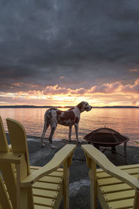 Beautiful great dane dog viewing a nice seascape sunset.