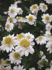 Close-up of white daisy flowers