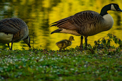 Birds in a field