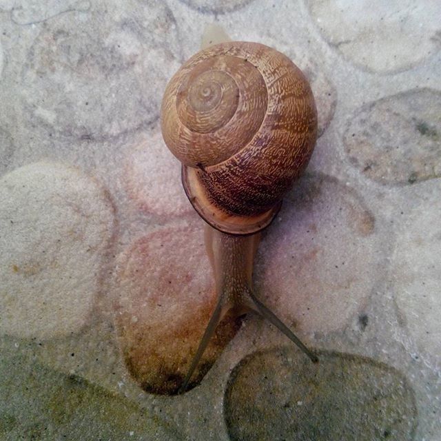 still life, close-up, high angle view, metal, food and drink, indoors, animal shell, rusty, table, no people, brown, directly above, metallic, day, snail, single object, freshness, textured, food