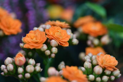 Close-up of orange flowers blooming outdoors