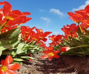 Close-up of red tulip on plant against sky