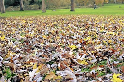 Autumn leaves on field