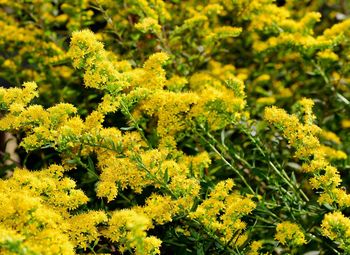 Close-up of yellow flowering plants on field