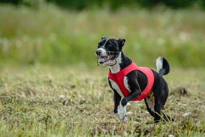 Basenji dog lifted off the ground during the dog racing competition running straight into camera