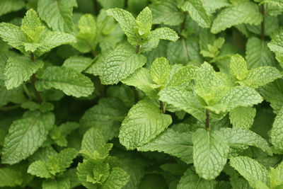 Full frame shot of mint  fresh green leaves