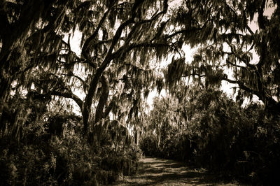 Footpath in forest