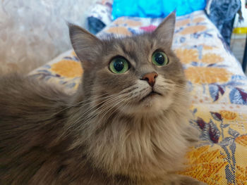 Close-up portrait of a cat