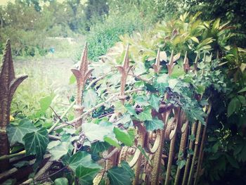 Plants growing on field