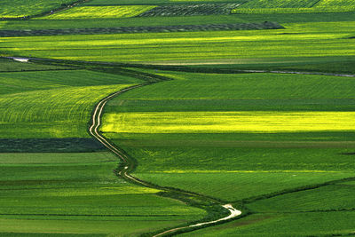 High angle view of agricultural field