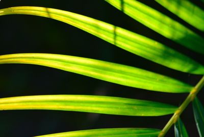 Full frame shot of plant