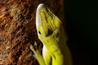 Close-up of green lizard