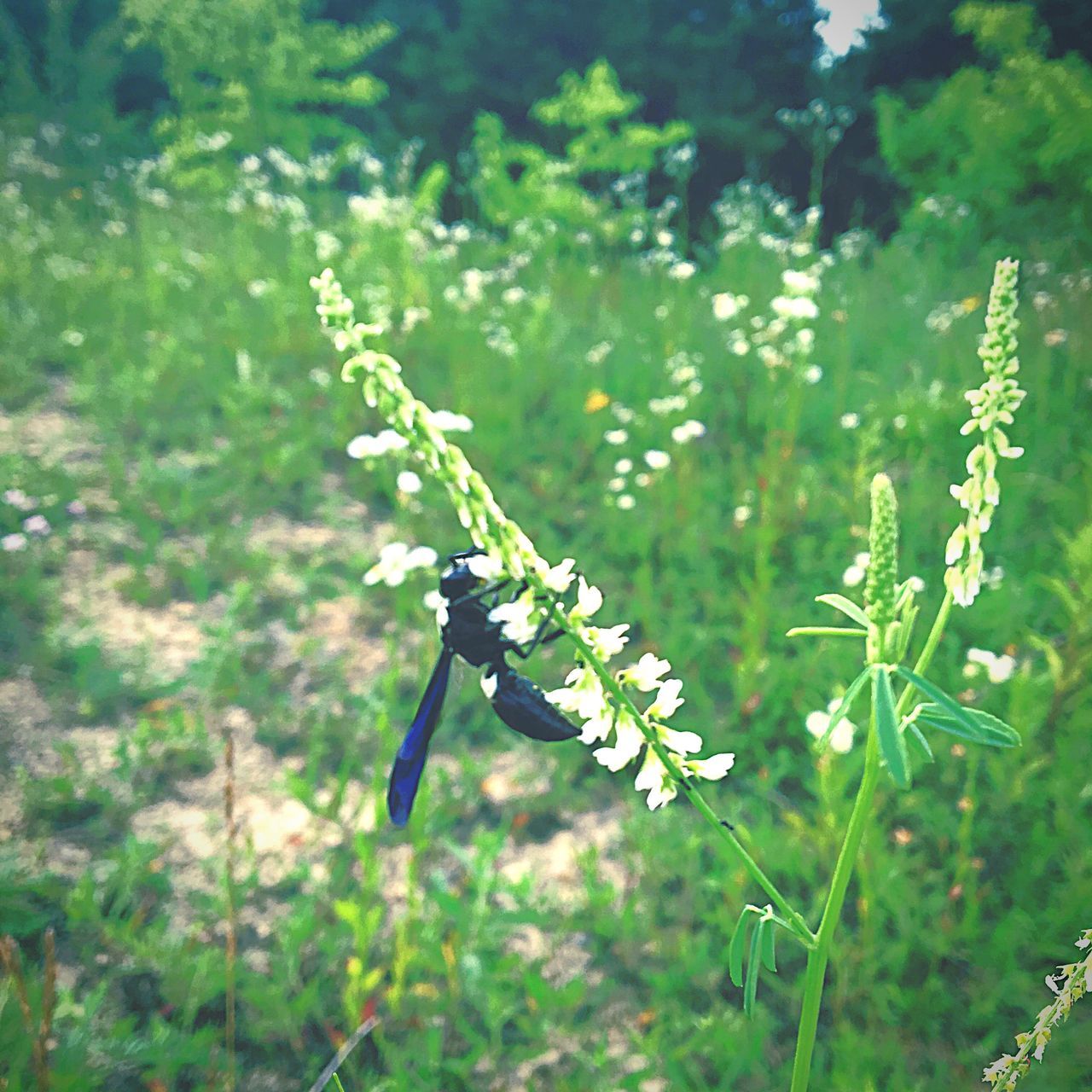 flower, growth, plant, freshness, animal themes, nature, focus on foreground, beauty in nature, one animal, fragility, stem, insect, animals in the wild, close-up, wildlife, green color, field, selective focus, blooming, day