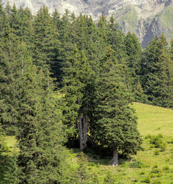 Trees in forest during autumn