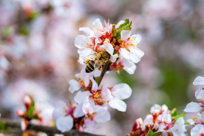 Close-up of bee on flowering plant