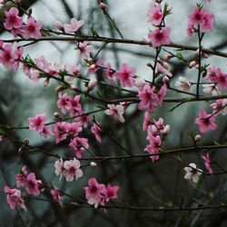 Close-up of pink flowers on branch