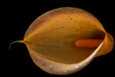 Close-up of lemon slice over black background