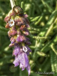 Close-up of purple flowering plant