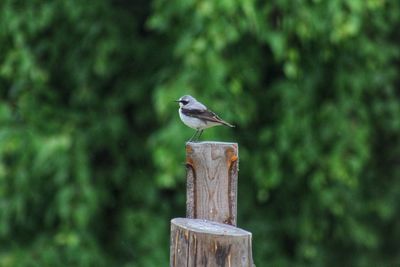 Bird perching on wooden post